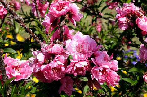 The tree looks awesome in the spring/april when full of flowers. FLOWERING PEACH TREE (DOUBLE PINK) PRUNUS PERSICA