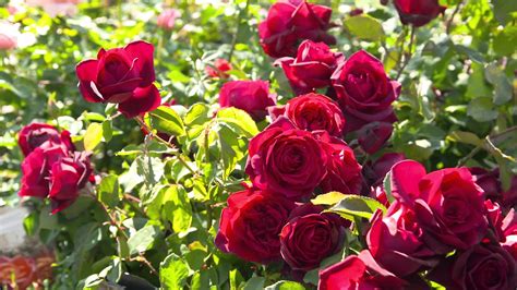 The Garden Gurus Treloar Roses Youtube