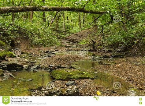 Stream Through The Woods Stock Photo Image Of Calm 75764080