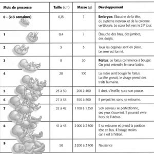 De La Cellule Oeuf Lembryon Svt De La Grenouille