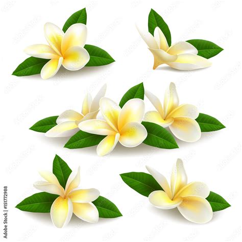 Realistic Vector Plumeria Frangipani Flowers With Leaves Isolated On