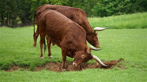 Two Brown Bull On Standing On Grass · Free Stock Photo