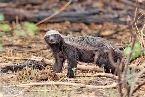 Honey Badger Photos Honey Badger Images Nature Wildlife Pictures