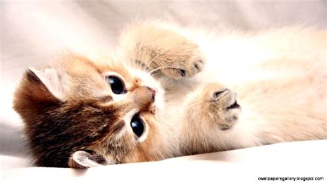Cute Kittens And Puppies Sleeping Together Wallpapers Gallery