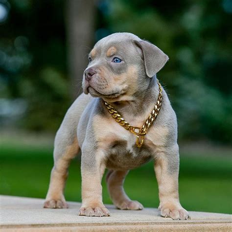 Huge Pitbull Puppies For Sale Blue Nose Pitbulls Merle Tri Lilac