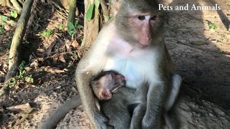 Cute Baby Monkey Is Breastfeeding And Sleeping His Mom