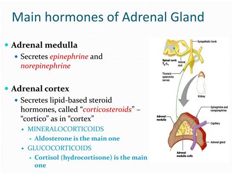Hormones Of Adrenal Gland Liosuite