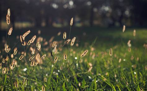 Grass Bokeh Wallpaper 1920x1200 80781