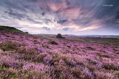 Fields Of Heather Scotland Landscape Landscape Photos Beautiful Nature