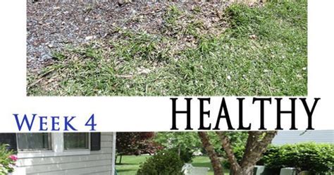 Grow a healthy lawn, guaranteed. Liked on Pinterest: Not all grass growing methods are created equal. I learned that the hard way ...
