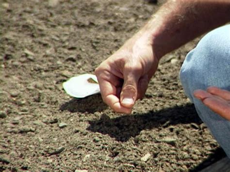 How do you plant carrot seeds. How to Plant Carrot Seeds | how-tos | DIY