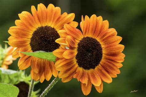Sunflower Twins Photograph By Jurgen Lorenzen Fine Art America