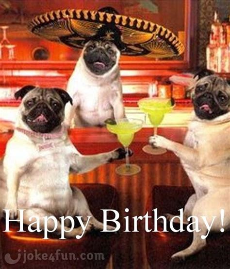 Happy Birthday Funny Pug Happy Birthday Pictures Images Pics