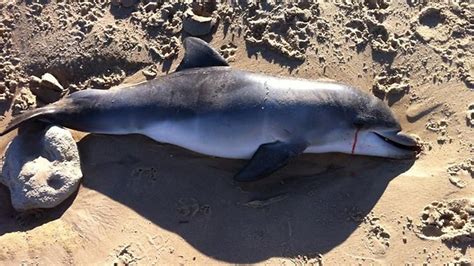 Us Scientists Investigating Spike In Bottlenose Dolphin Deaths
