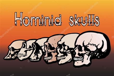 Diferentes Tipos De Cráneos Humanos Por Evolución — Vector De Stock