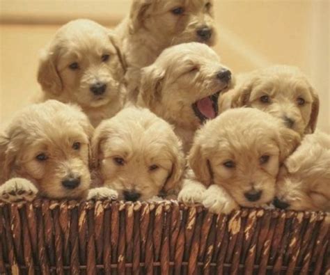 Find a golden retriever on gumtree, the #1 site for dogs & puppies for sale classifieds ads in the uk. Beautiful Golden Retriever Puppies FOR SALE ADOPTION from ...