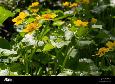 Caltha Palustris Known As Marsh Marigold And Kingcup Is A Small To