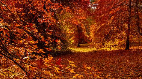 Desktop Wallpapers Foliage Autumn Nature Forests Trees 1366x768
