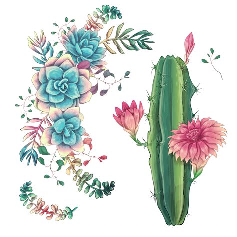 Succulents Cacti Hand Drawn On A White Background