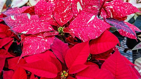 Horticulture Clubs Poinsettia Sale Online Now Department Of Agronomy And Horticulture Nebraska