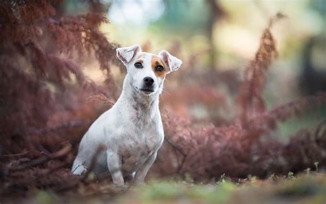 Download Depth Of Field Dog Animal Jack Russell Terrier Hd Wallpaper By