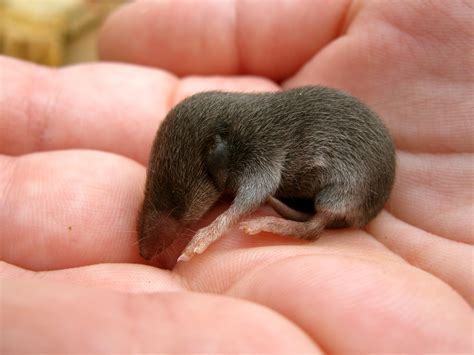 Baby Mole Wallpapers Images Photos Pictures Backgrounds