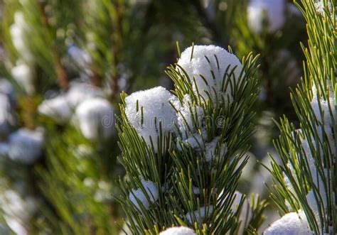 Pine Tree Branches Covered With Snow Nature Winter Background Winter