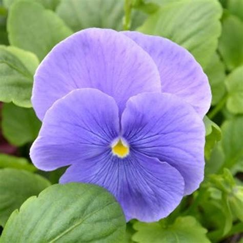Pansy Matrix True Blue Pansy From Plantworks Nursery
