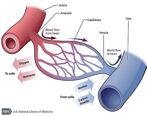 The arteries are elastic, muscular tubes that carry blood away from the heart, into the capillaries. Print | Healthiack