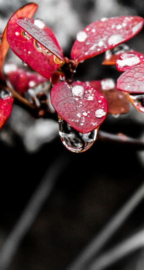 Fall Black Flower Leaves Rain Raindrop Red Summer Hd Phone