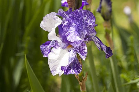 How To Grow And Care For Bearded Iris Plants