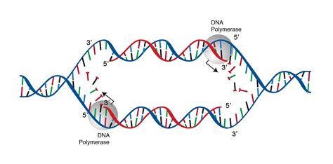 Structure Of Dna Replication