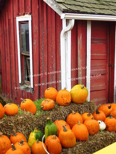 Df032309red Barn Pumpkins Fall Methow Valley