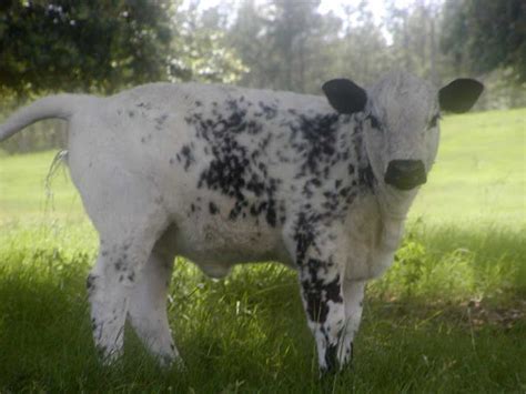 Jimmies Blog British White Cattle And More Spotted Calves Born In The