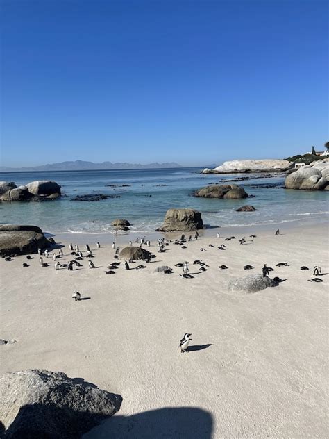 How To Visit The Penguins At Boulders Beach In Cape Town The Cape