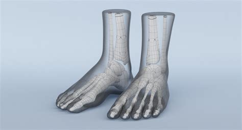 3d Foot Anatomy Model