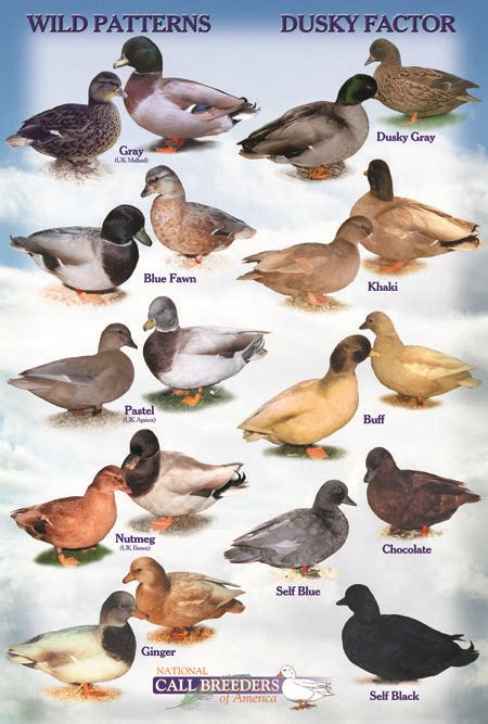National Call Breeders Of America Color Posters Duck Breeds Geese