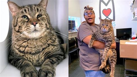 Massive 26 Pound Chonky Cat Beejay Looking For Forever Home In Philadelphia Abc11 Raleigh Durham