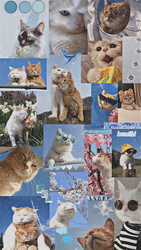 Idea De Gato Gato Lindo Gato Estética De Gato Cat Collage Fondo De
