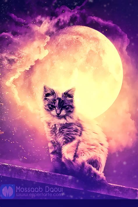 Cat And The Moon By Mossaabdaoui On Deviantart