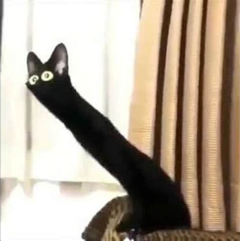 Cursed Cat Sculpture Long Neck Black Cat Meme Figure Etsy