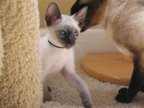 Carolina Blues Cattery Siamese Kittens For Sale Beautiful Seal Point