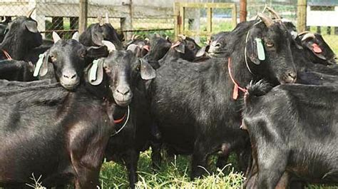 Top Quality Black Bengal Goat At Low Price In Kolkata West Bengal