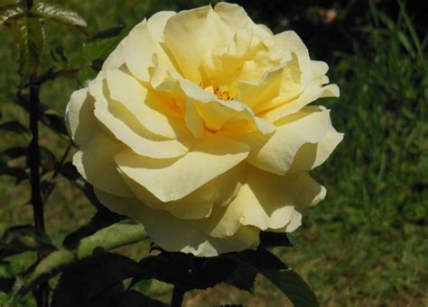 28 Yellow Rose Varieties With Name And Pictures American Gardener