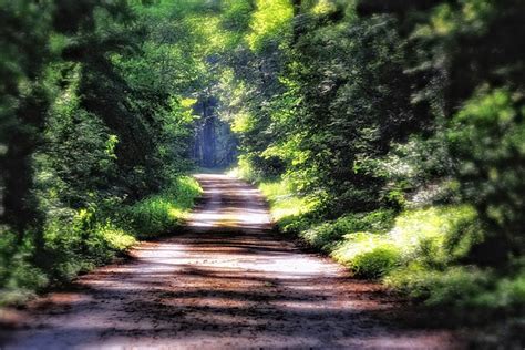 Wald Waldweg Weg · Kostenloses Foto Auf Pixabay