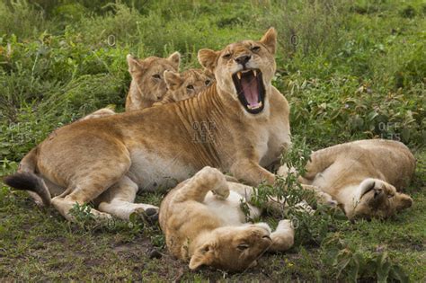 Mother Lion Protecting Cubs Stock Image Everypixel