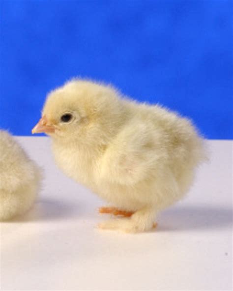 White Cochin Bantams Chicks For Sale Cackle Hatchery