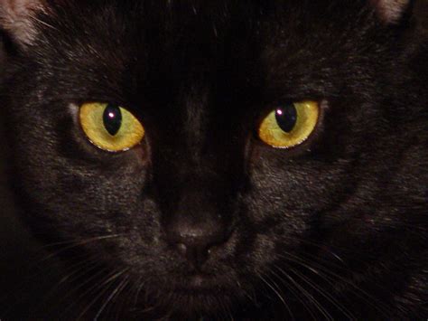 Stock Black Cat Eyes By Melstock On Deviantart
