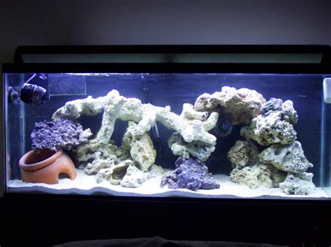 Aquascaping designs ideas for freshwater reefs biotopes. Aquascaping rears its ugly head again... | REEF2REEF ...
