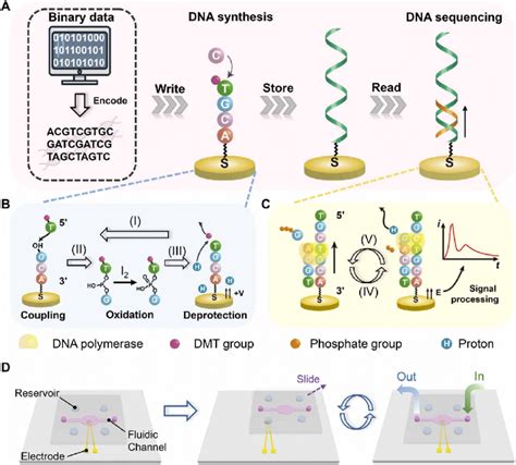 Schematic Illustration Of A Data Storage System Based On DNA Synthesis Download Scientific